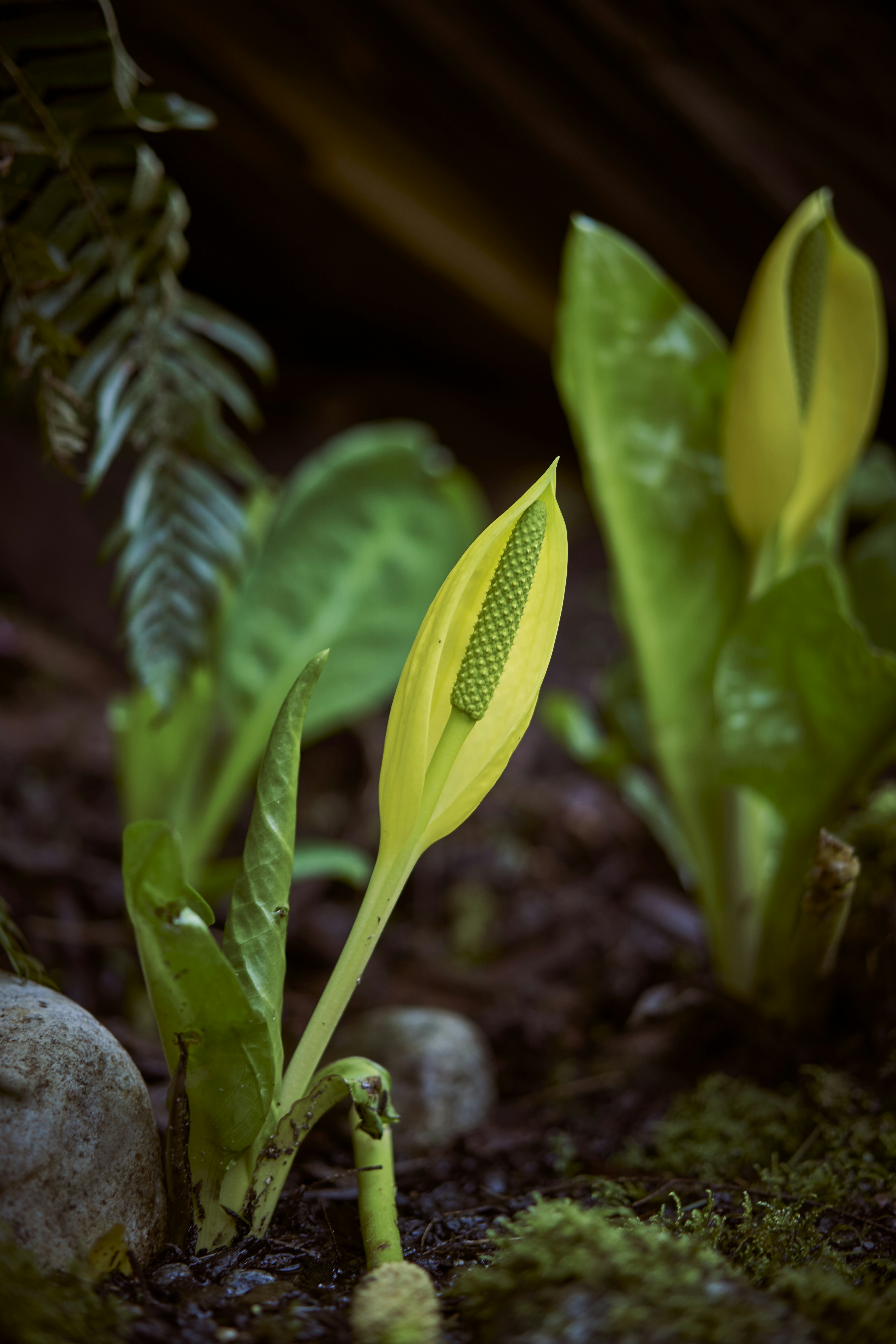a close-up of a plant