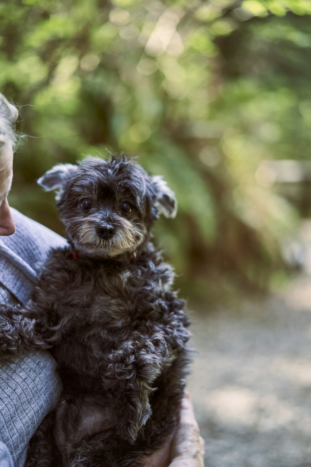 a person holding a small dog