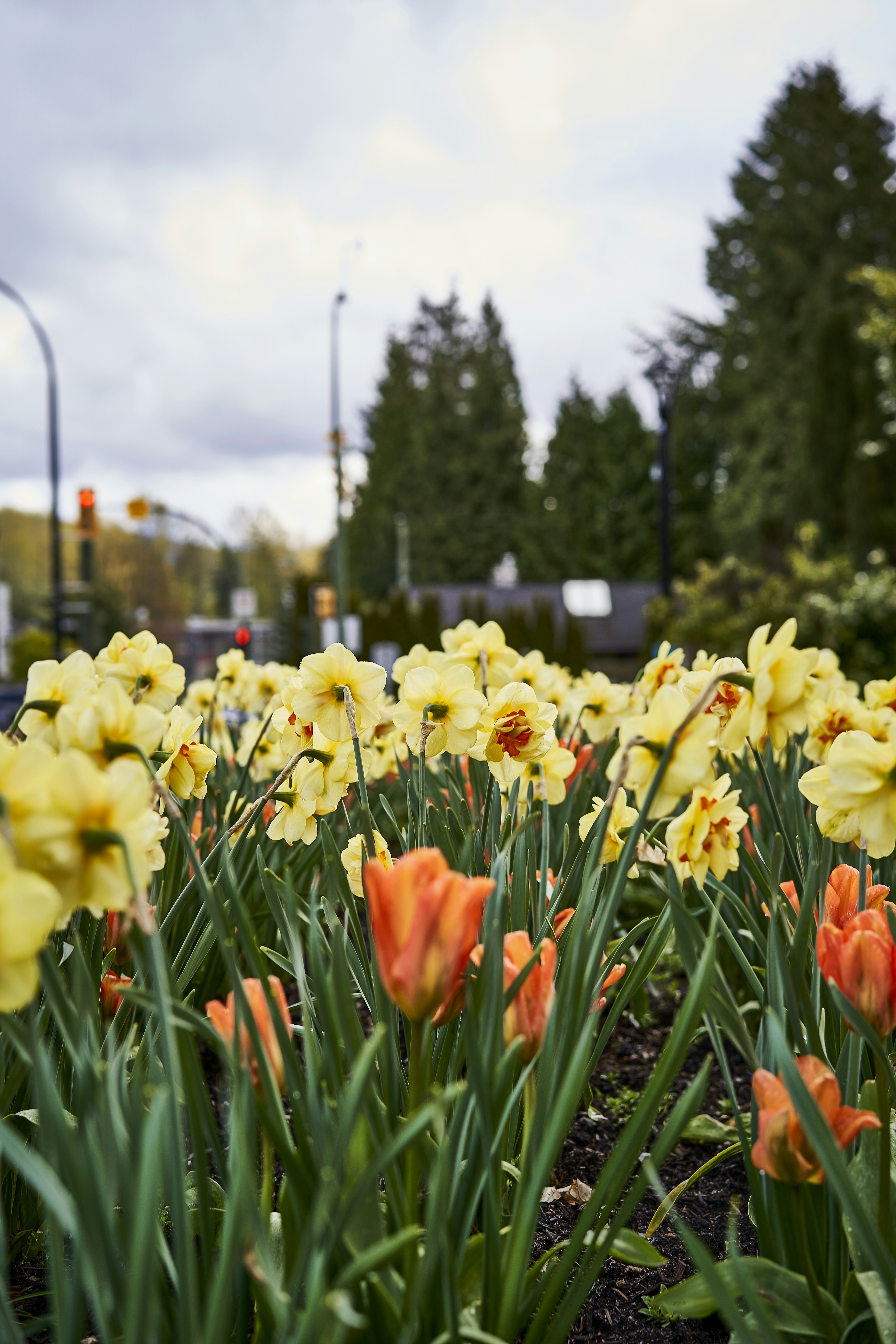 a field of flowers