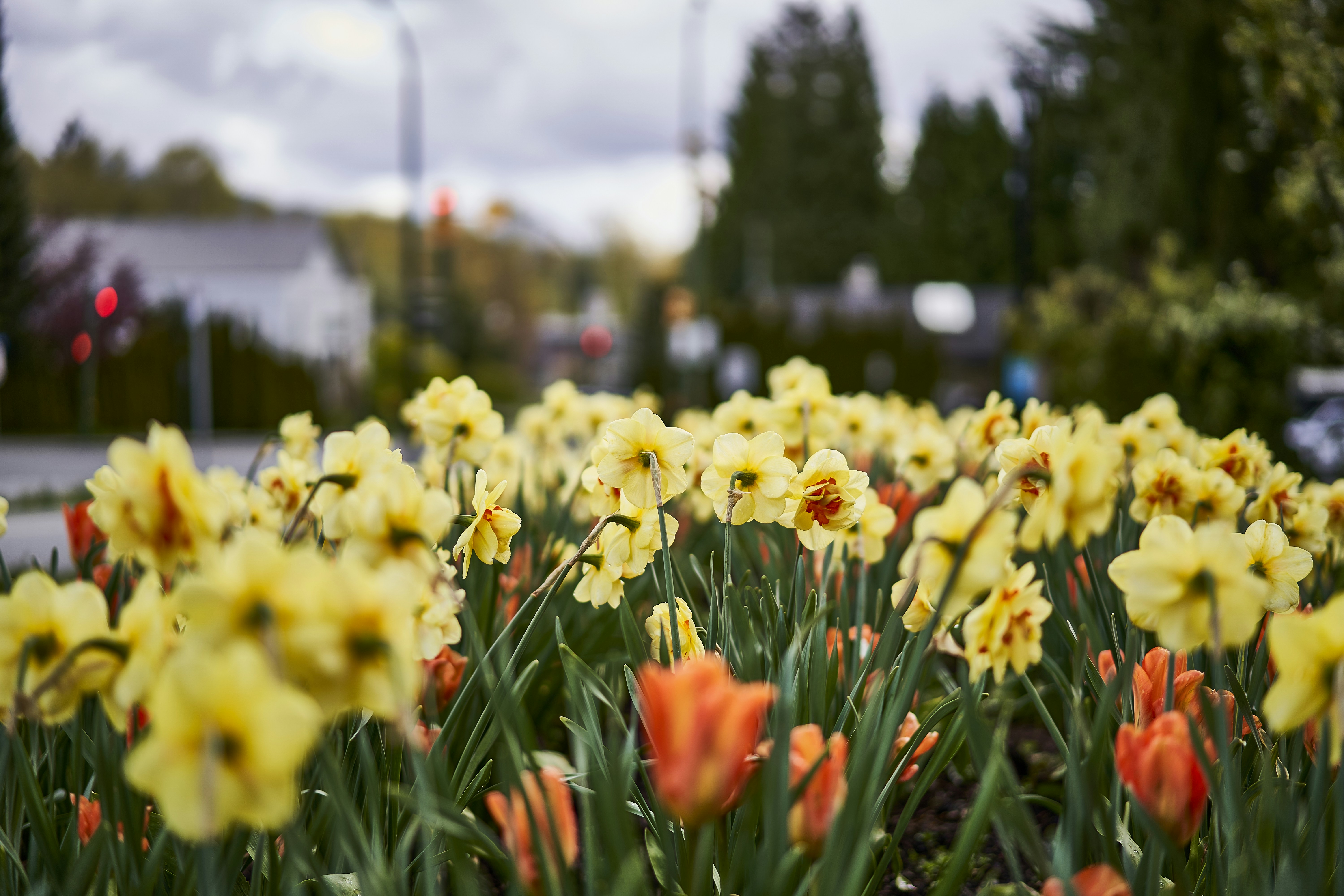 a field of yellow and red flowers