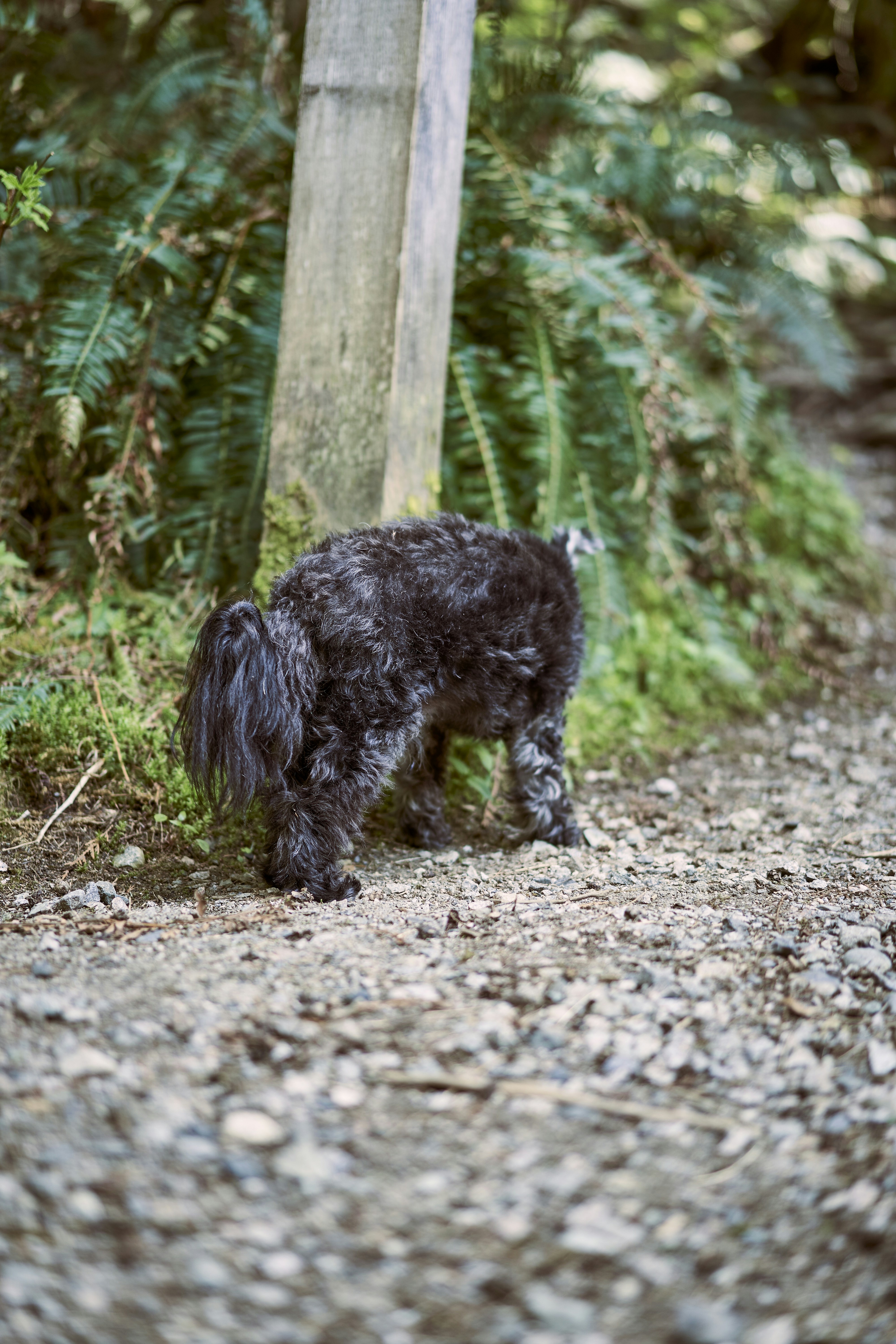a black dog walking on the ground