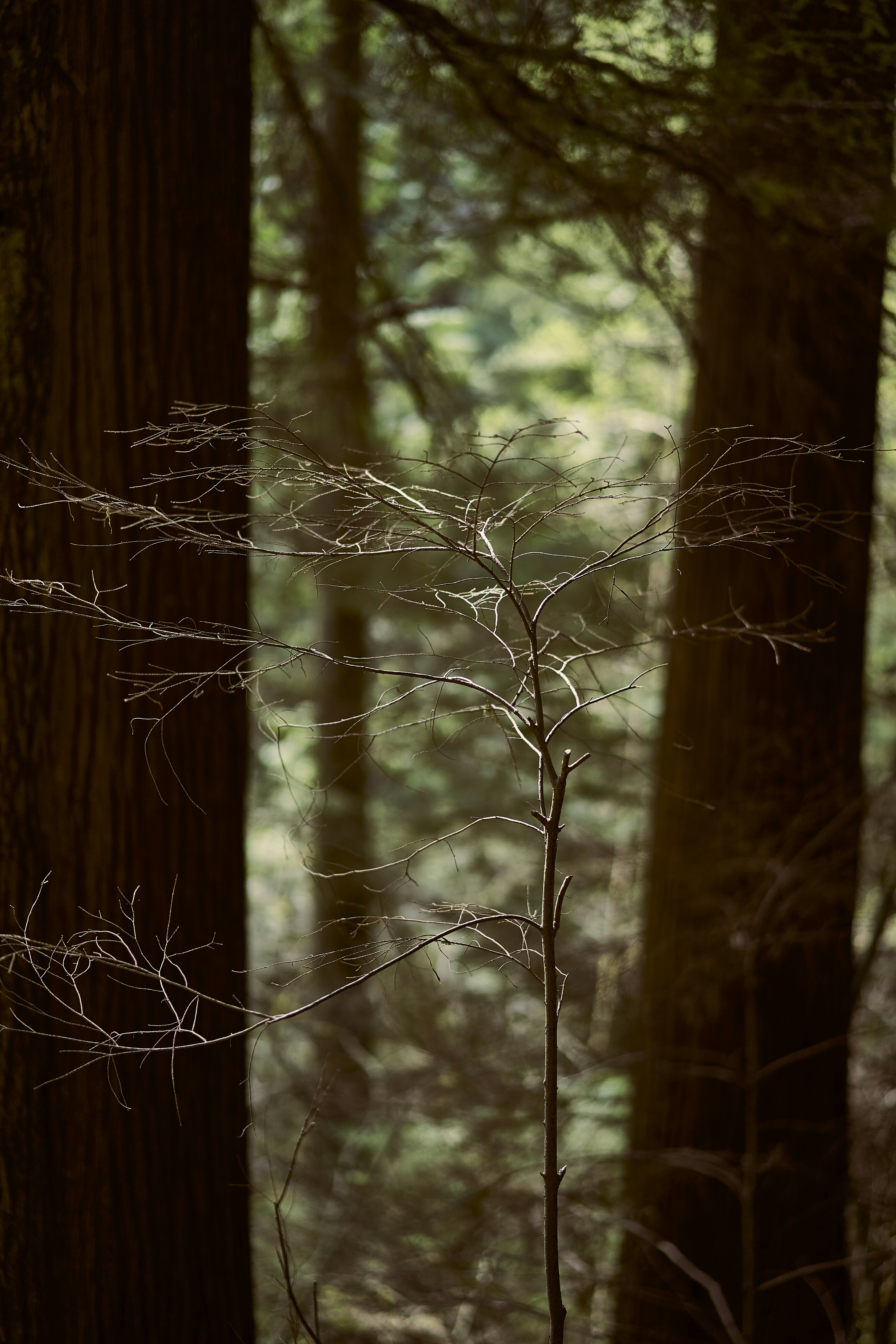 Photo by suicide_chewbacca