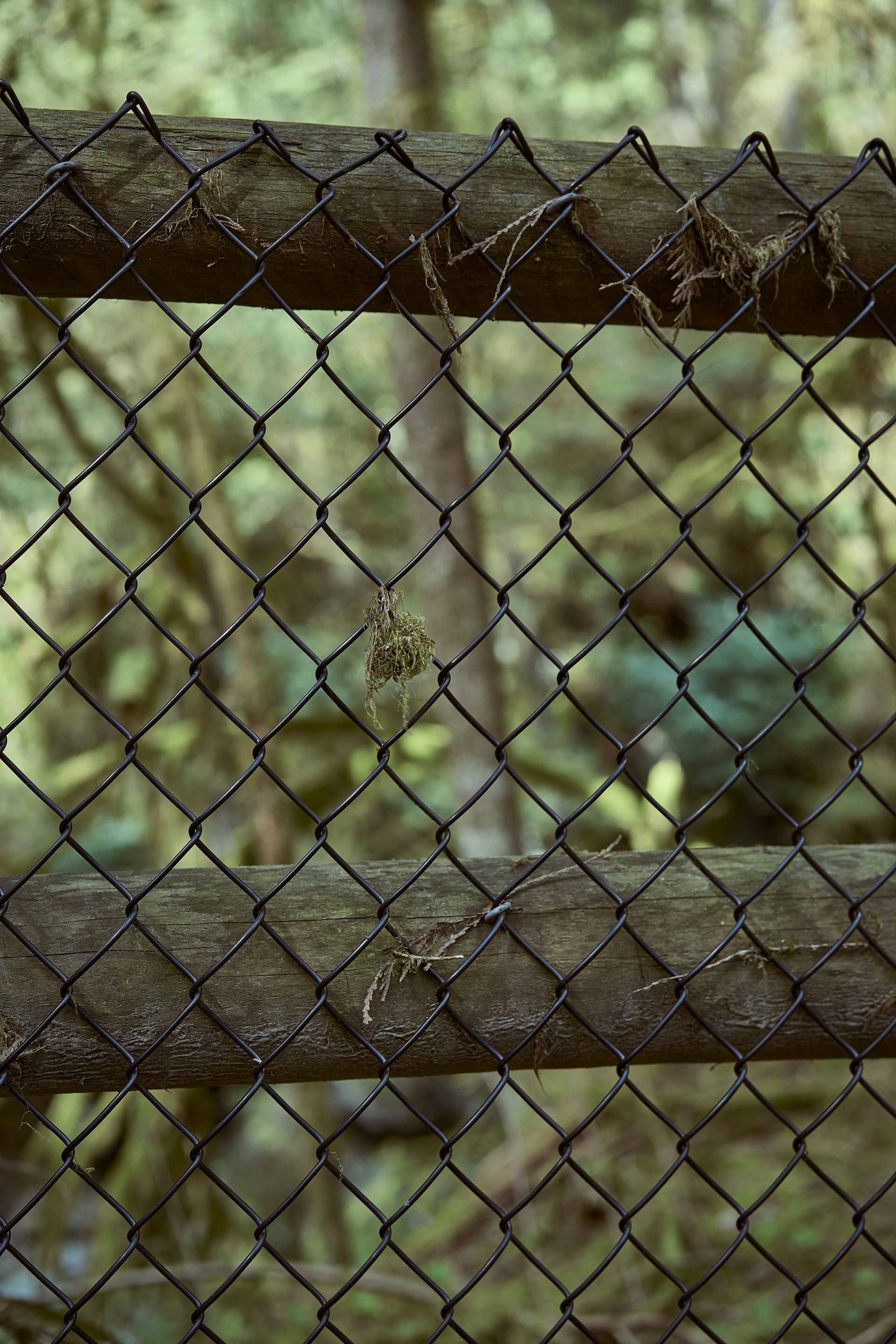 a spider in a web