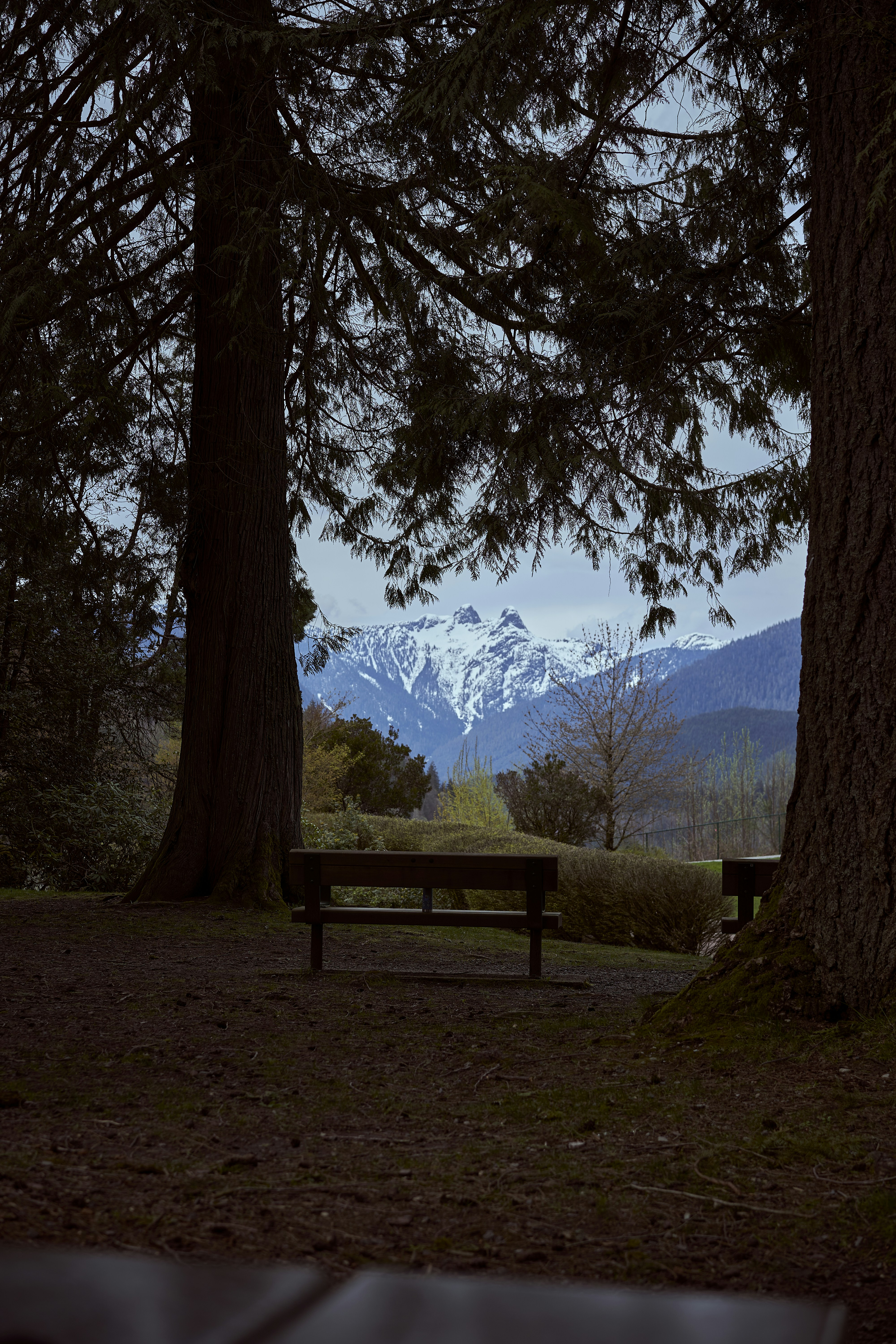 a bench sits under a tree
