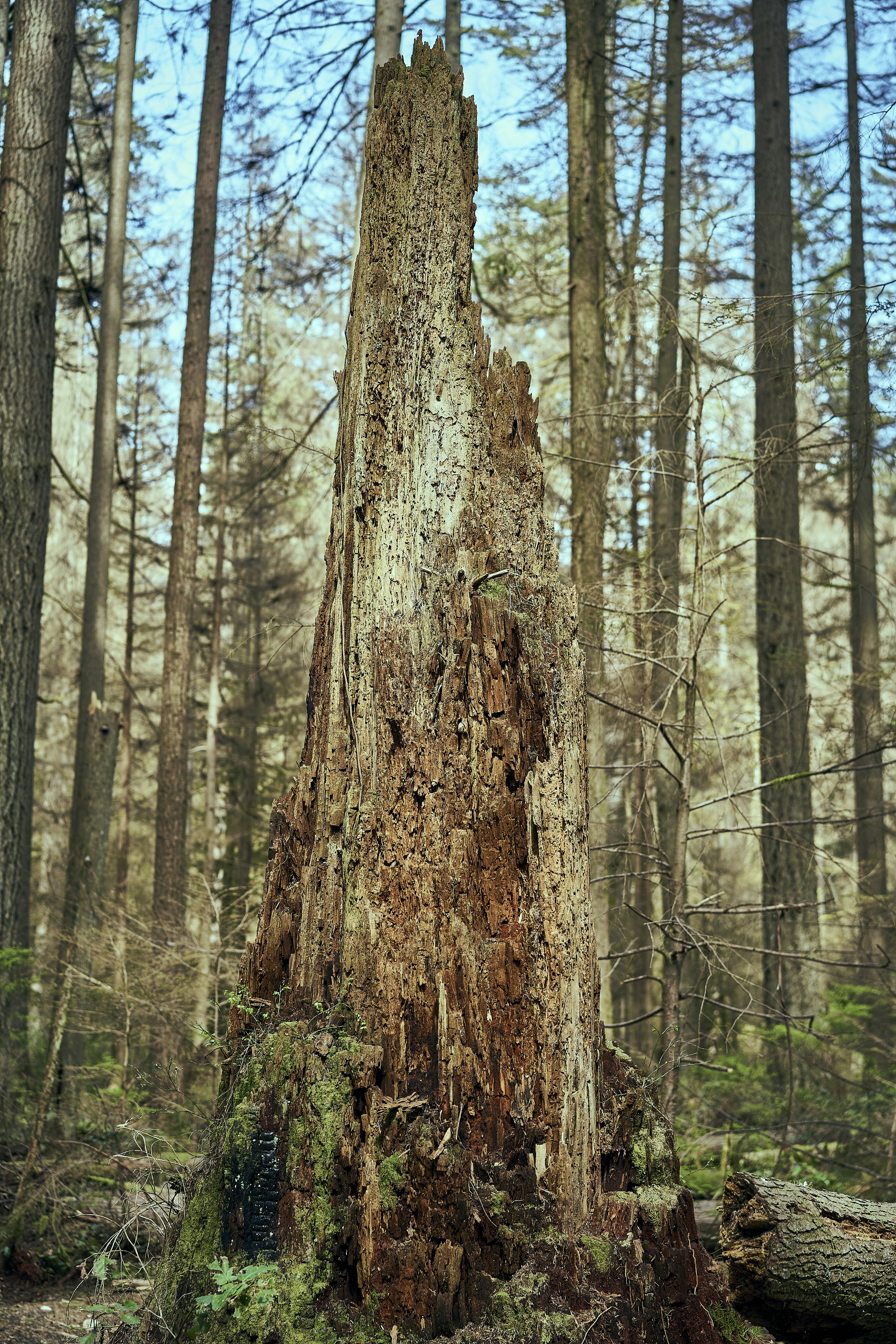 Photo by suicide_chewbacca