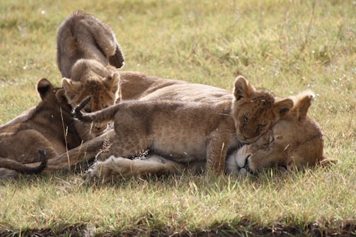 A group of young lion cubs interact playfully with an adult lioness while lying on the grass in an open field. The cubs appear to snuggle and climb over the lioness, conveying a sense of affection and warmth.