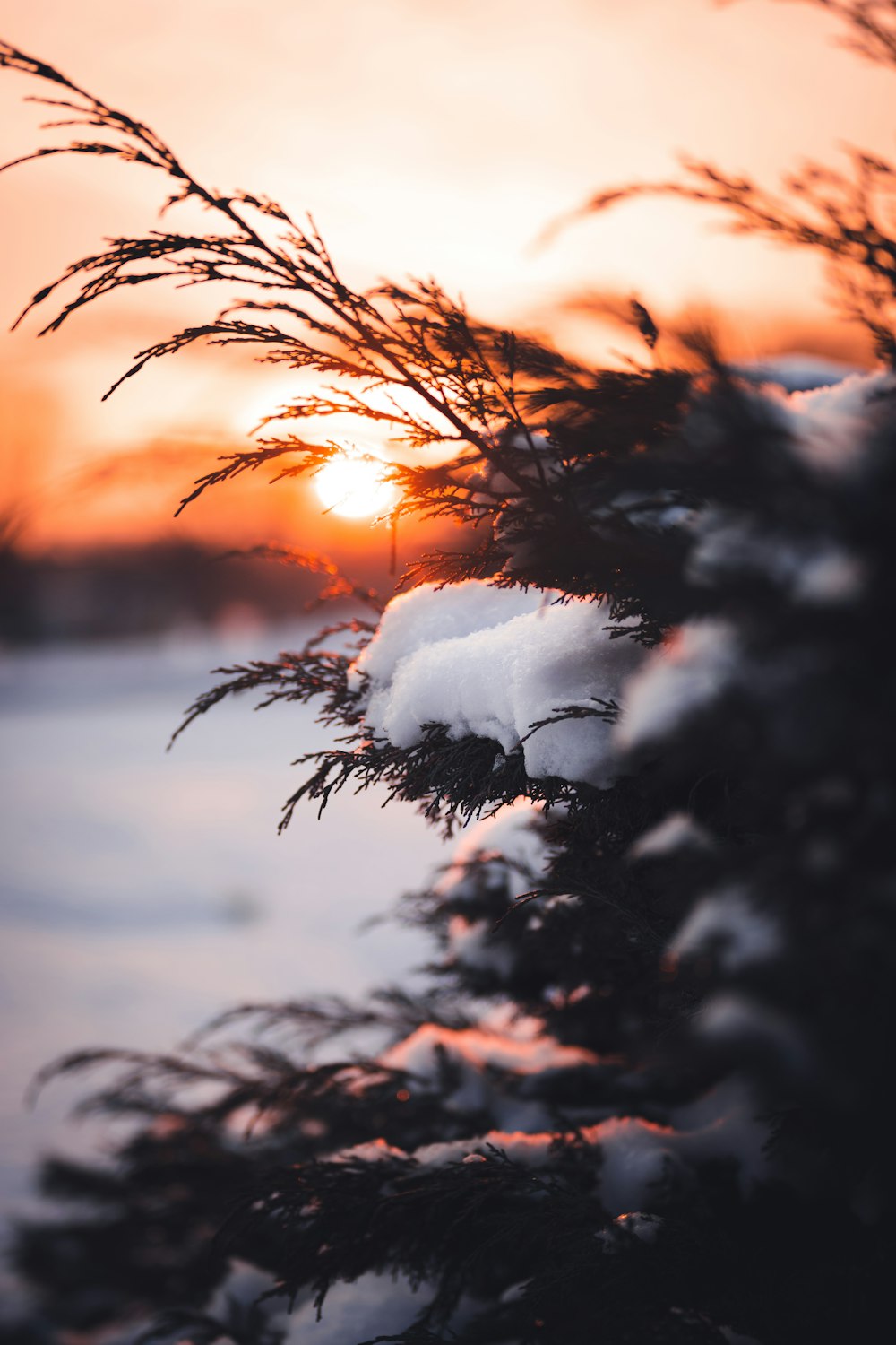 a tree branch with the sun behind it