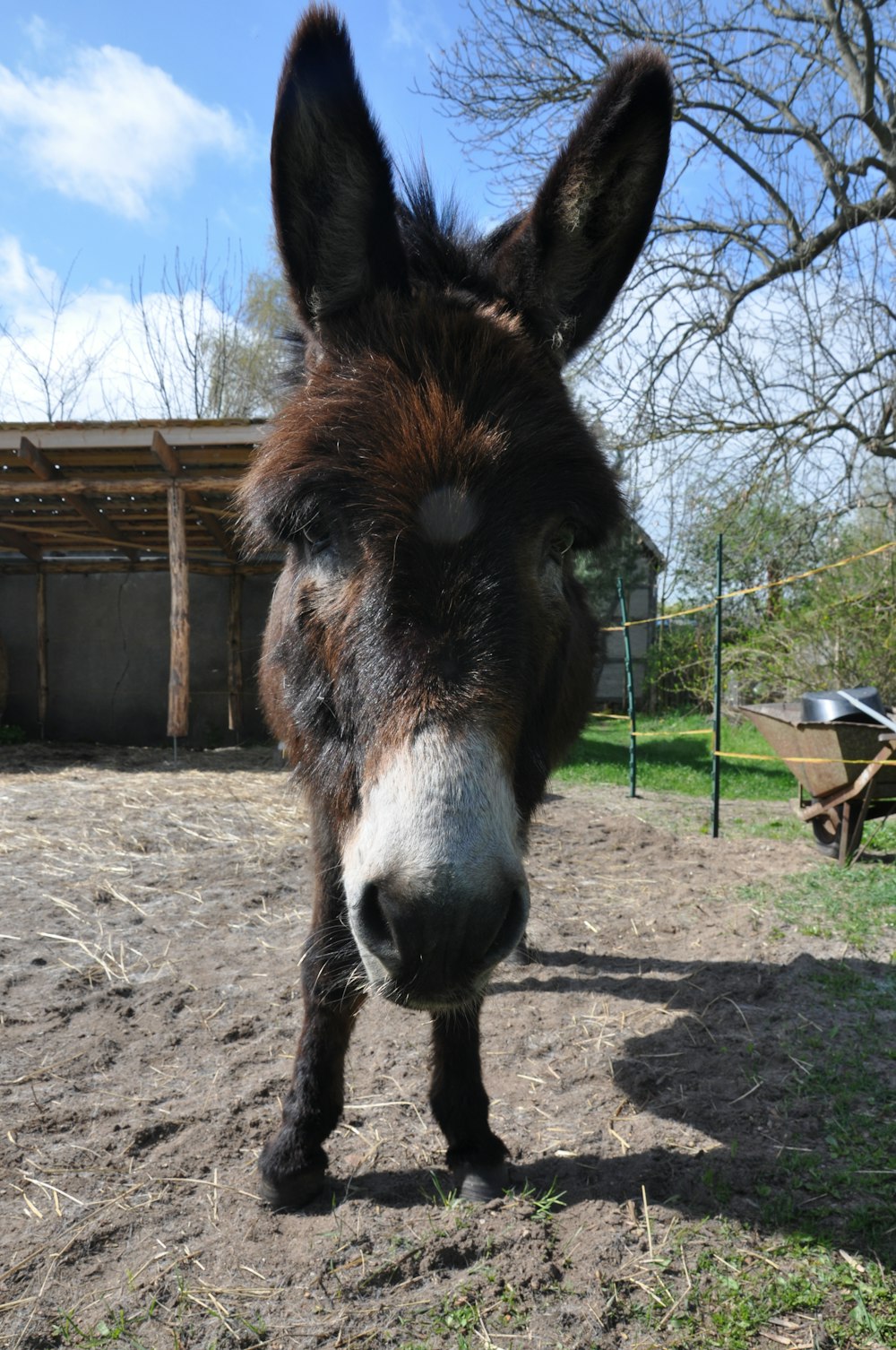 a donkey standing in a fenced in area