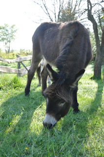 A happy donkey grazing peacefully in a green pasture under a clear blue sky.