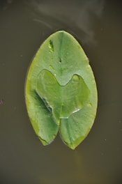 A green lily pad floating on murky water, with a heart-shaped watermark in the center of the leaf.
