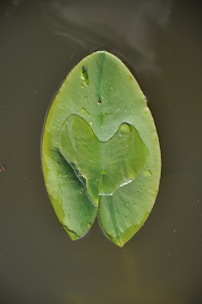 A green lily pad floating on murky water, with a heart-shaped watermark in the center of the leaf.