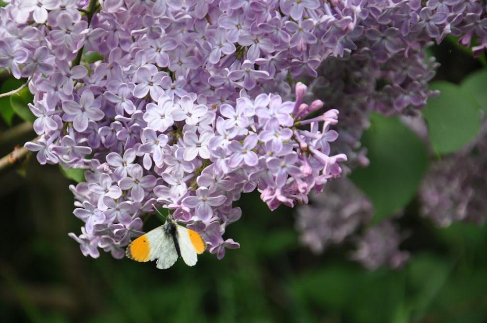 uma borboleta em uma flor