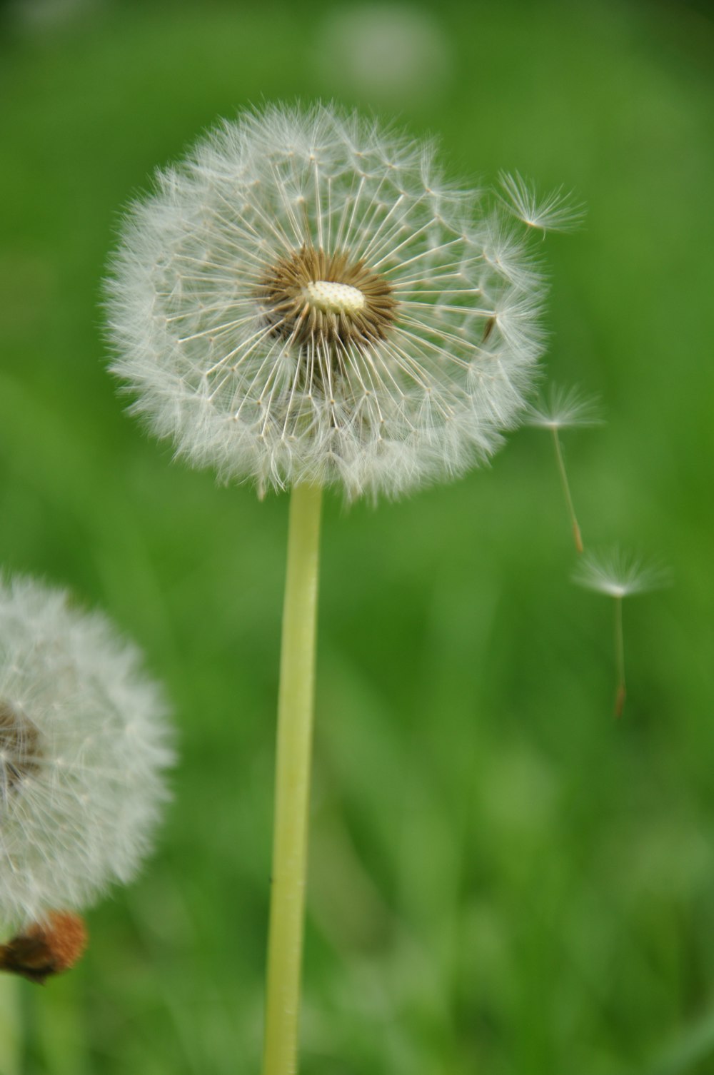 a close up of a dandelion