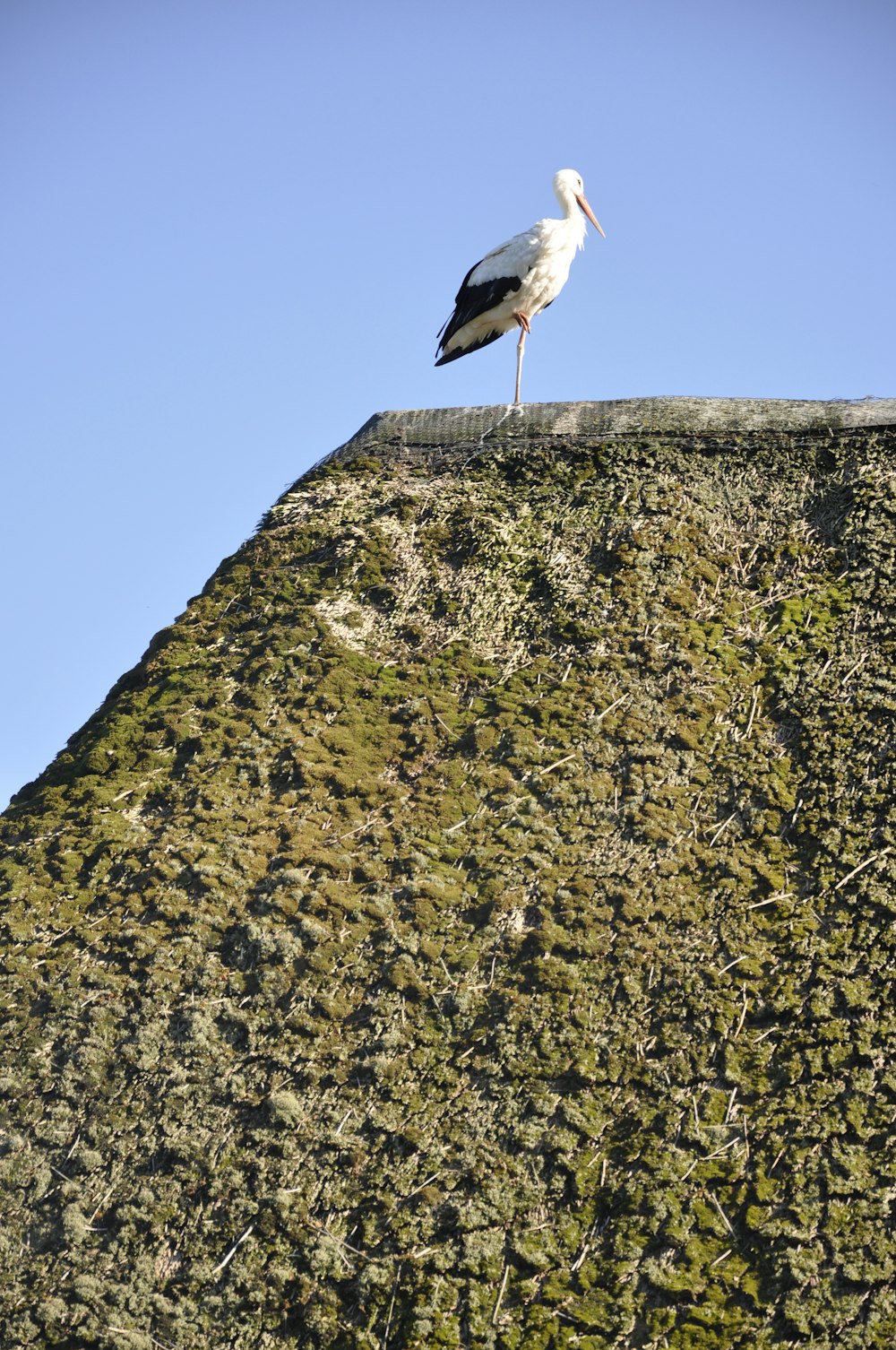 a bird standing on a rock