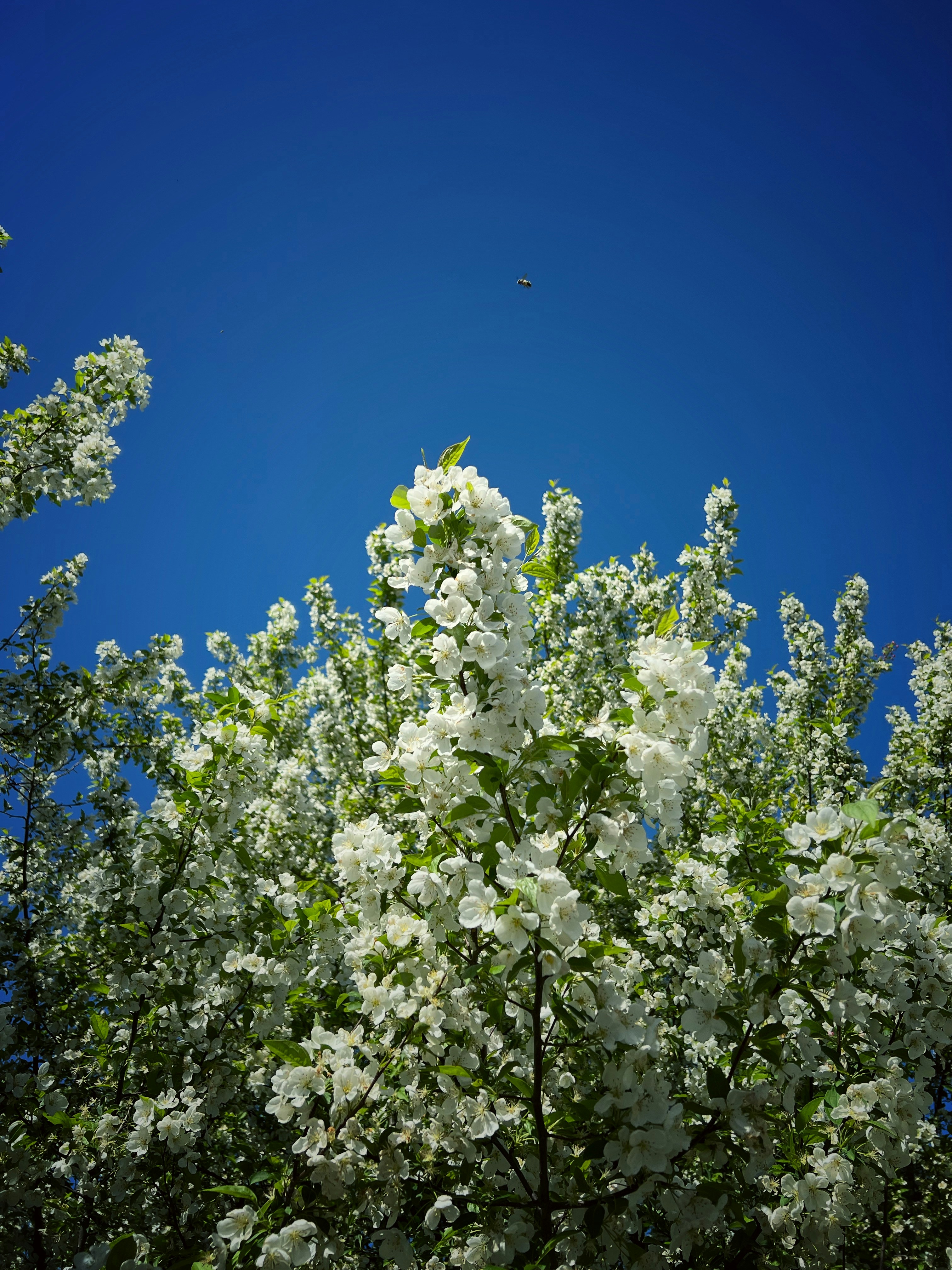 Photo by manish_shetty