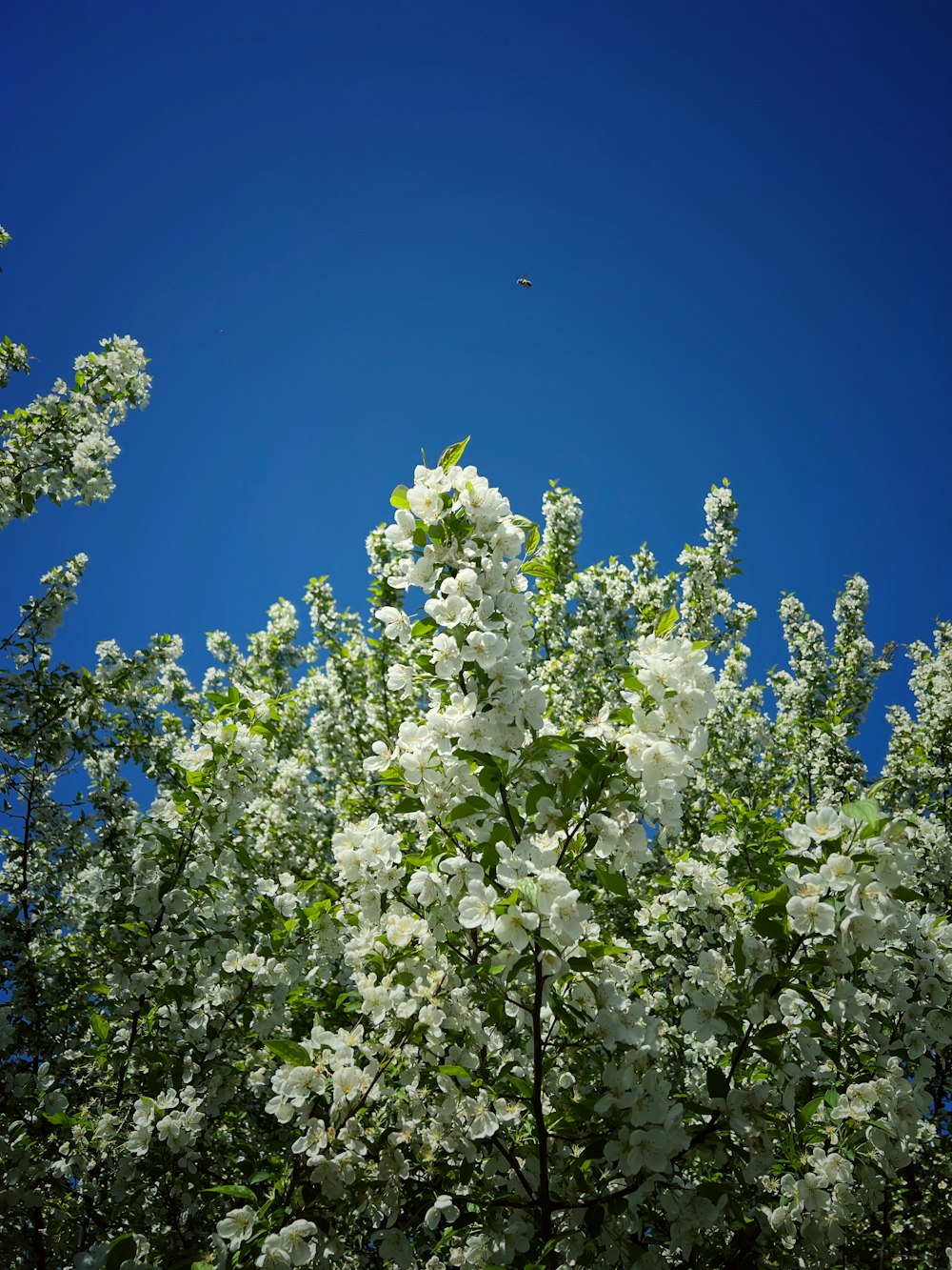 a tree with white flowers