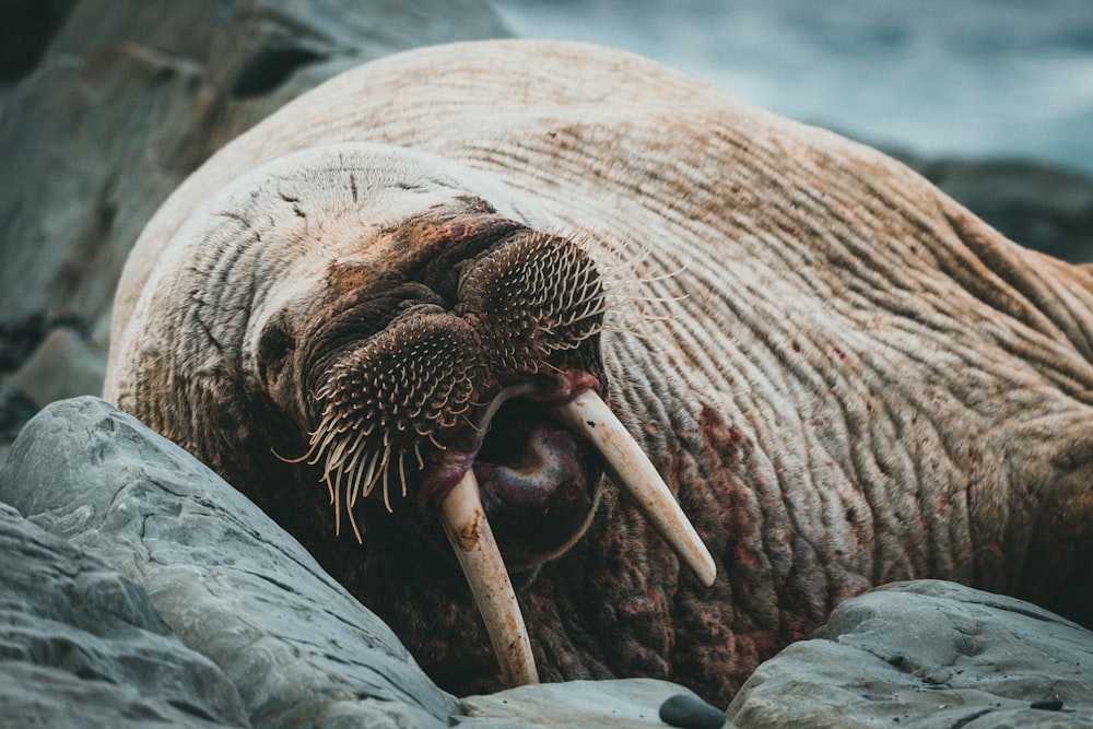 a sea lion with its mouth open