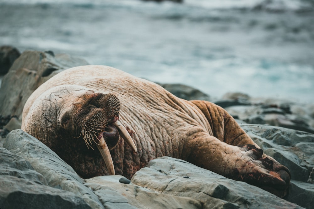 a sea lion lying on a rock