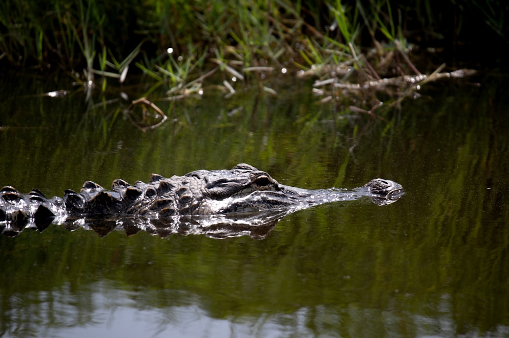 a crocodile in the water