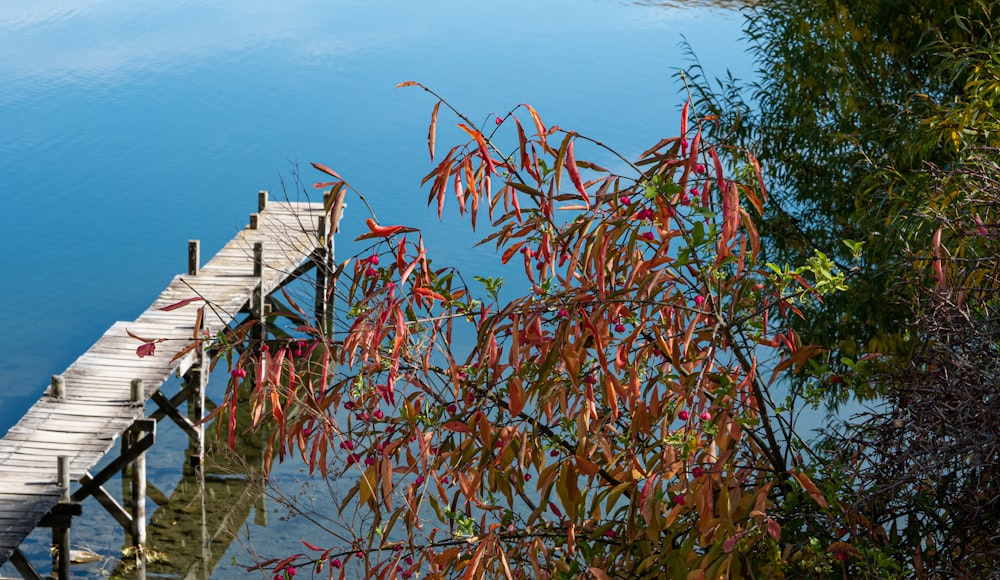 a tree with red leaves