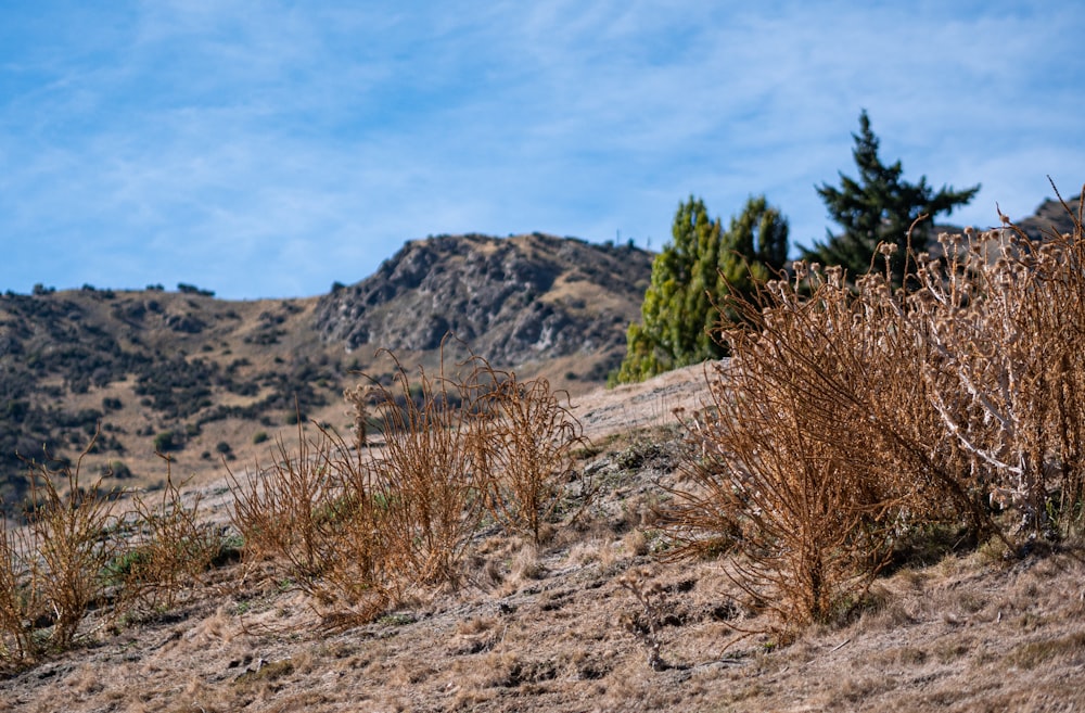 a landscape with bushes and trees