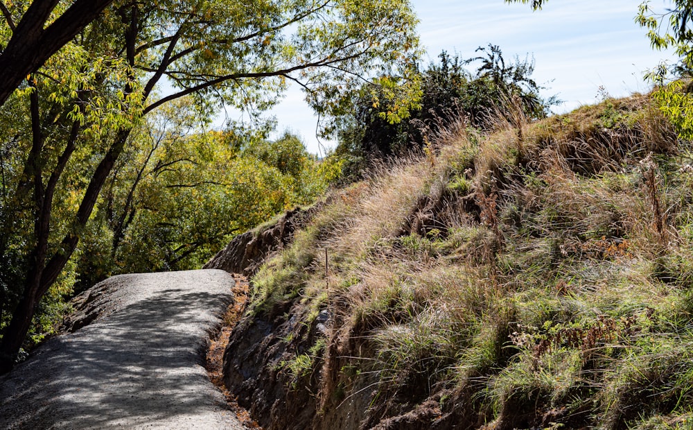 a path through a grassy area