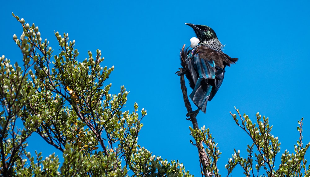 un uccello seduto su un ramo