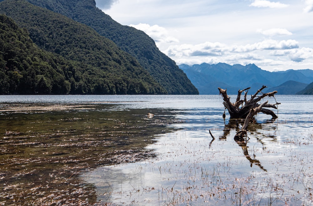 a lake with a tree stump in it and mountains in the background