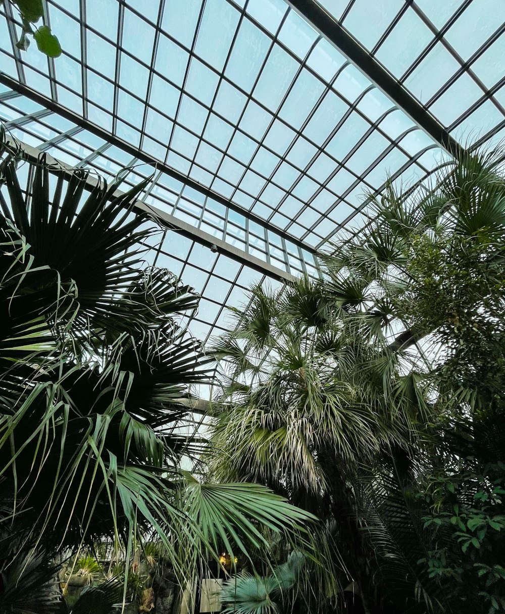 a large glass ceiling with trees