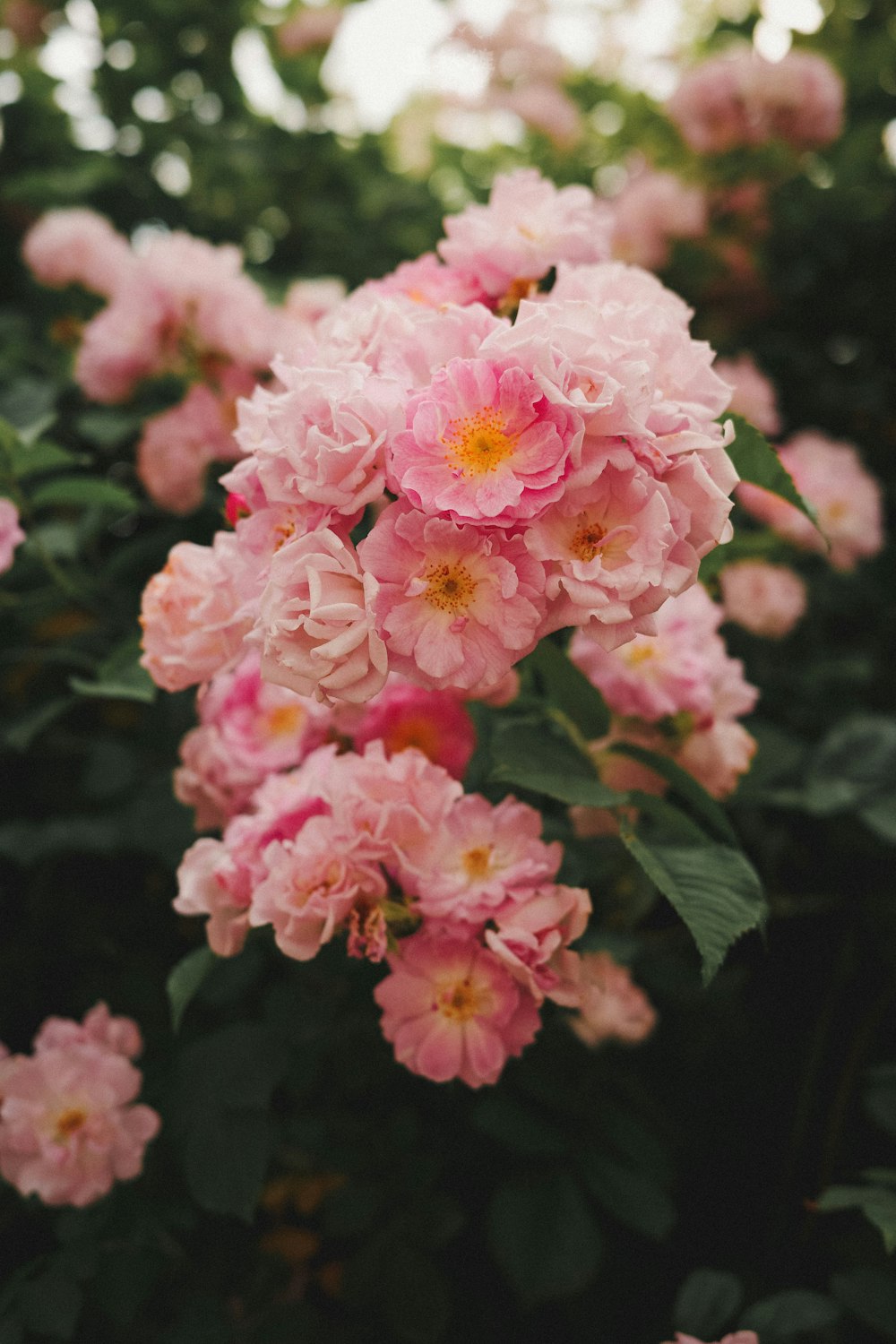 Un grupo de flores rosadas