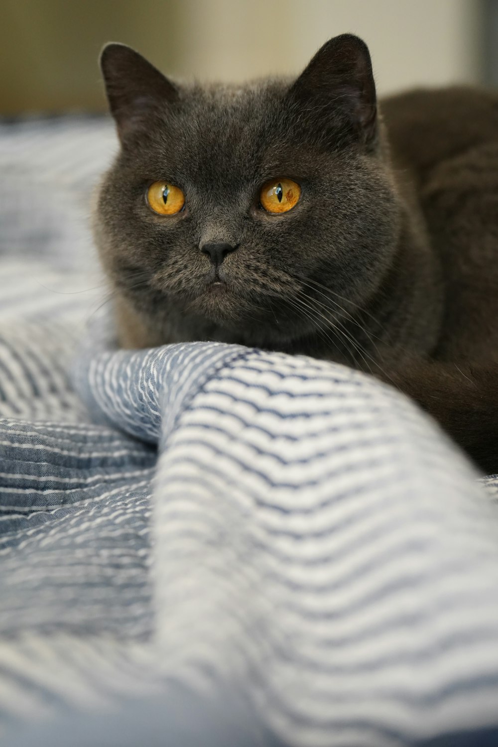 a cat lying on a blanket