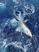 a shark swimming in the ocean