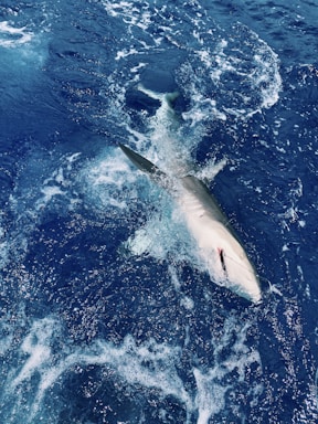 a shark swimming in the ocean