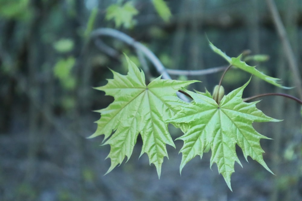 a close-up of a leaf