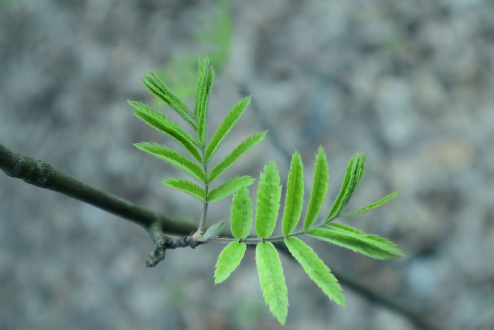 a close up of a plant