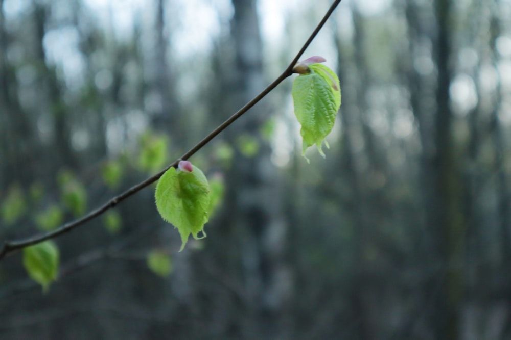 a couple of green flowers on a branch