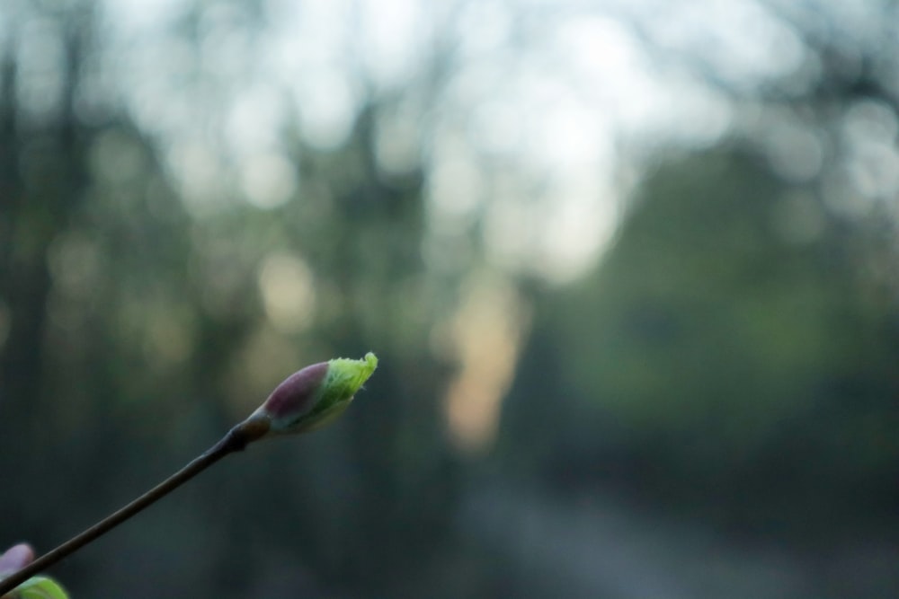 a close up of a flower