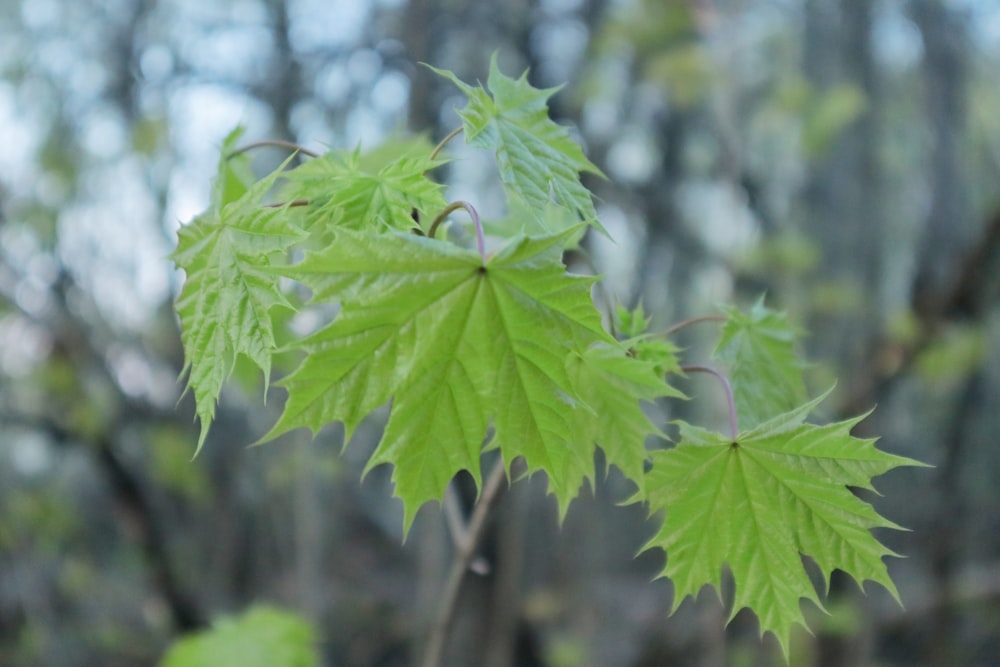 a close up of a leaf