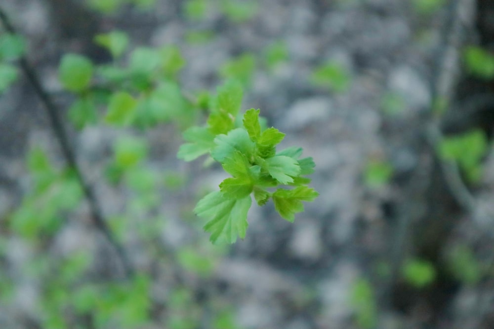 a close up of a plant