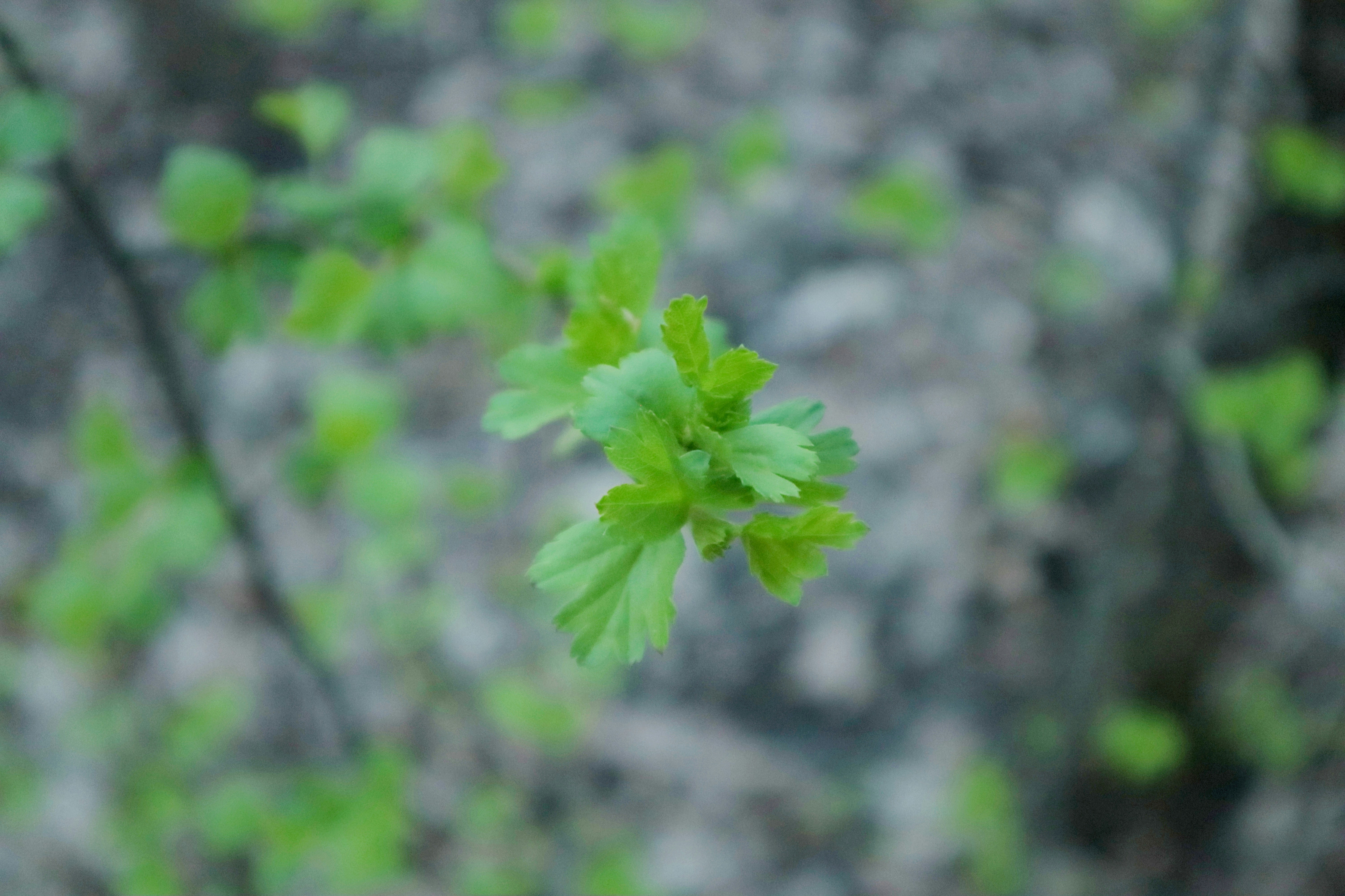 Choose from a curated selection of green wallpapers for your mobile and desktop screens. Always free on Unsplash.