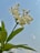 White flowers with delicate petals on a green stem are set against a clear blue sky. Bright green leaves accompany the flowers, enhancing the freshness and simplicity of the scene.