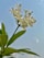 White flowers with delicate petals on a green stem are set against a clear blue sky. Bright green leaves accompany the flowers, enhancing the freshness and simplicity of the scene.