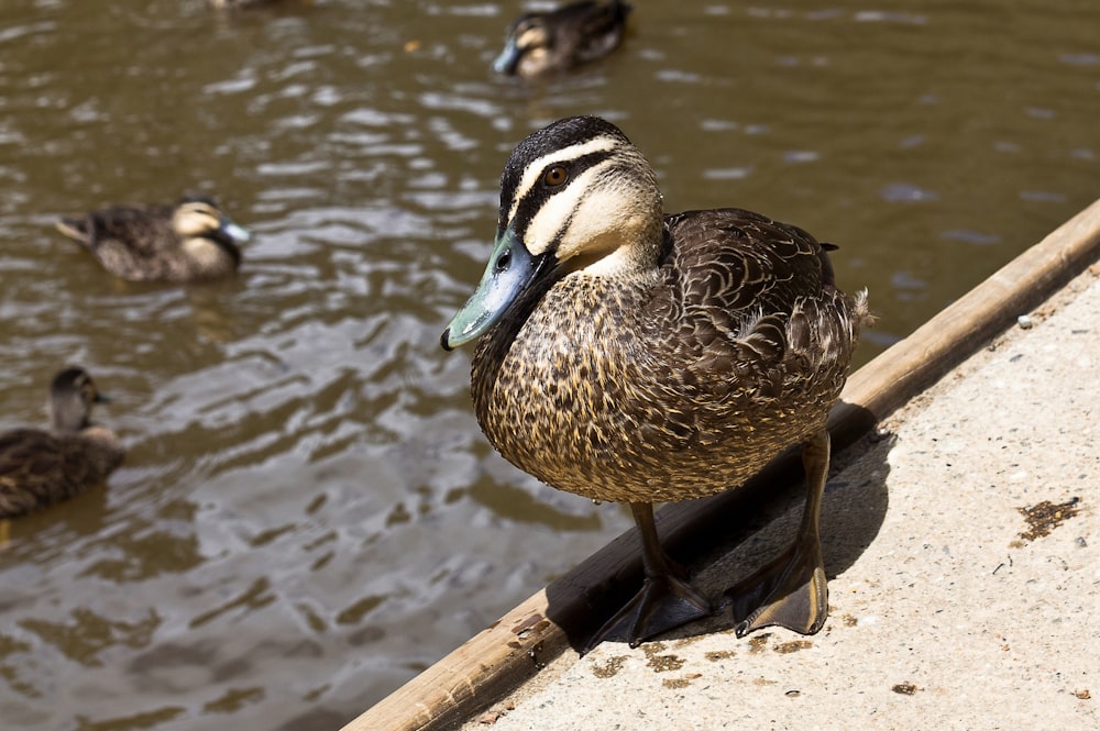 a duck standing on a railing