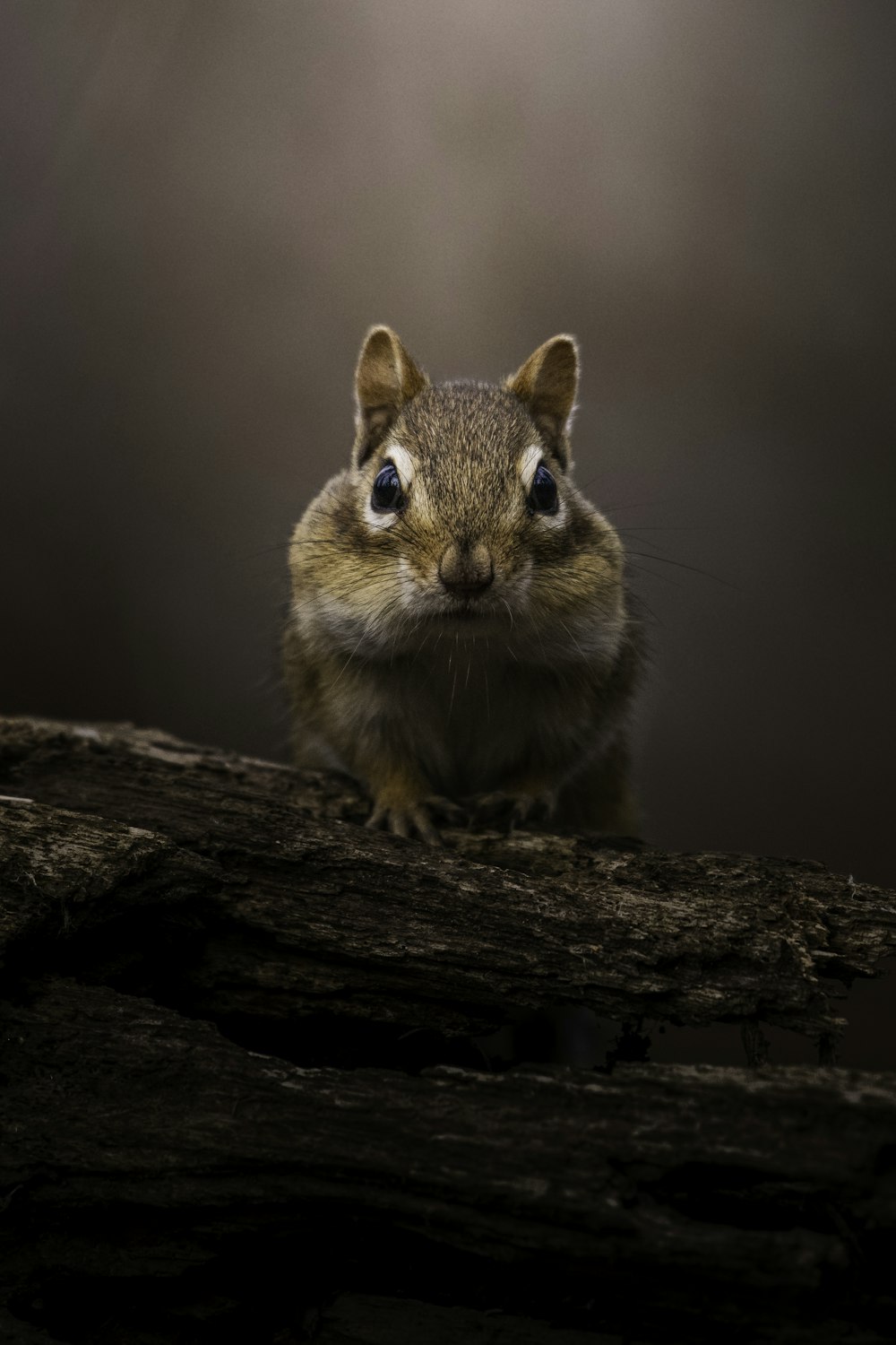 a small animal on a log