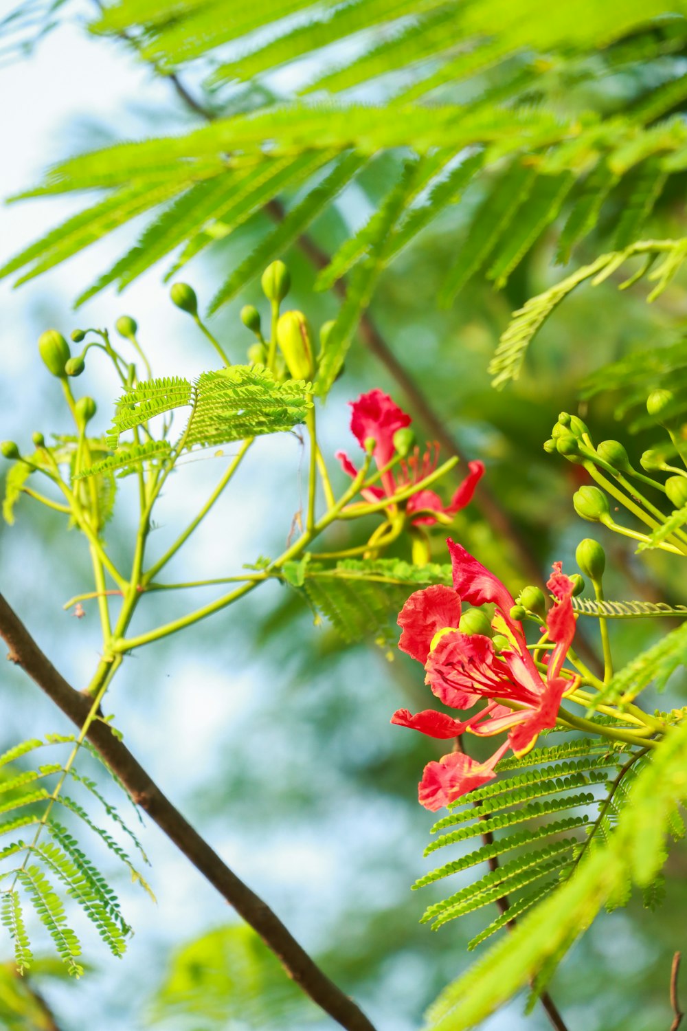 a close up of a plant