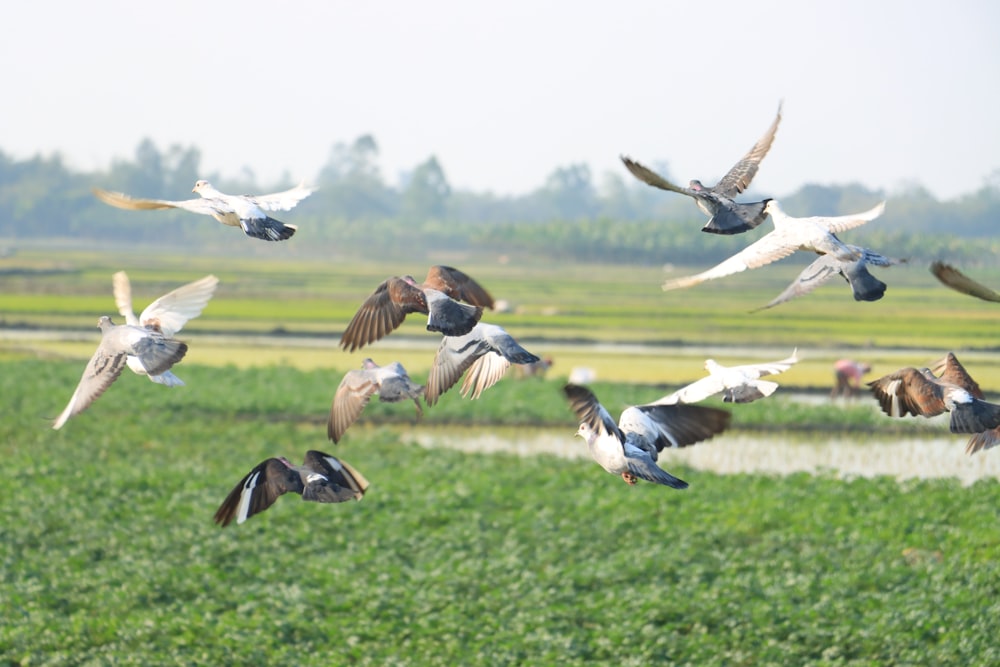 a flock of birds flying