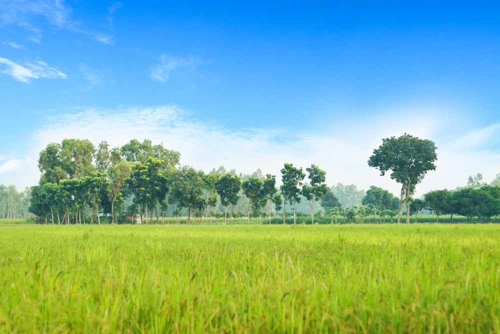 a field of grass with trees in the background