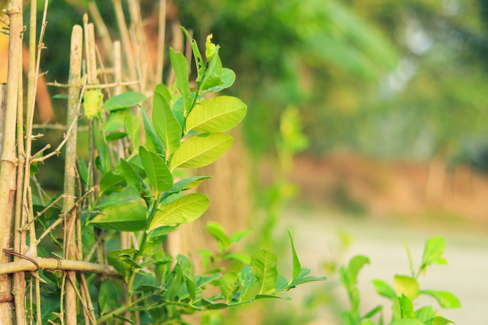 a plant growing in a forest