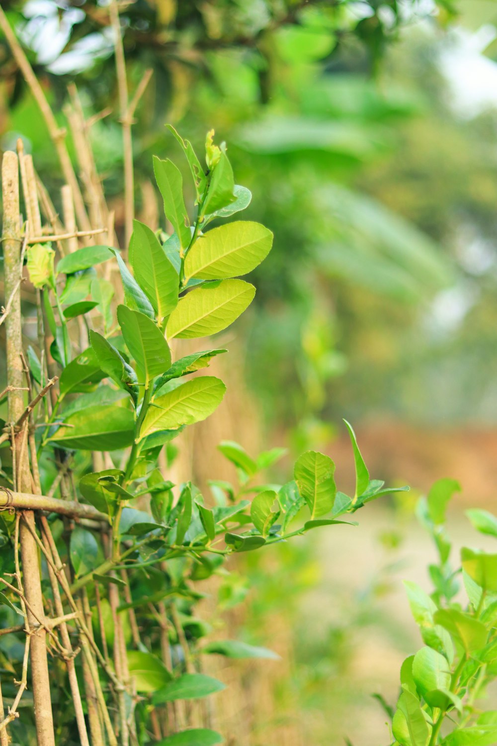 a close-up of some leaves