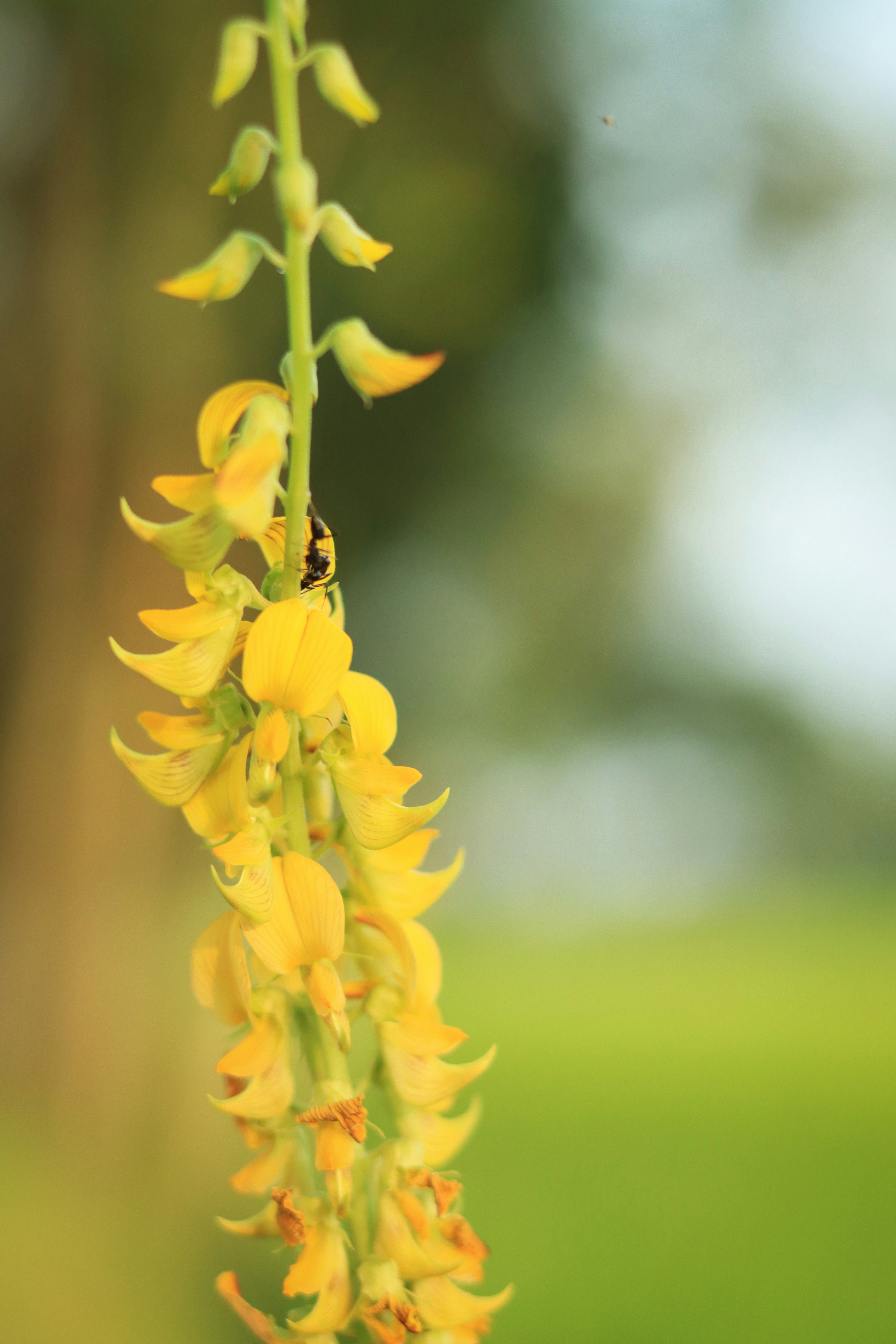 Macro photography of street flower